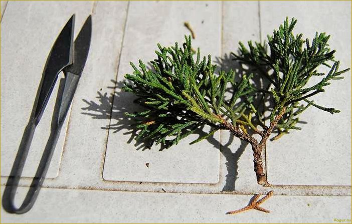 Как самостоятельно размножать можжевельник через черенки: пошаговая инструкция