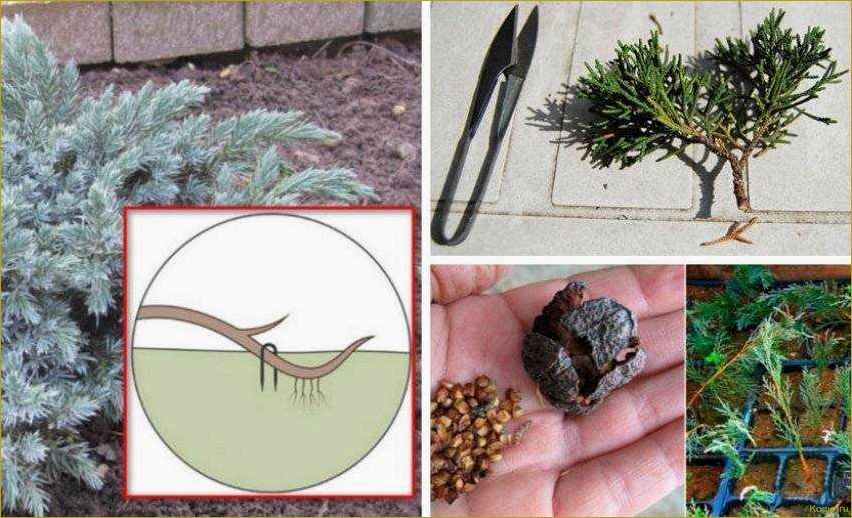 Как самостоятельно размножать можжевельник через черенки: пошаговая инструкция