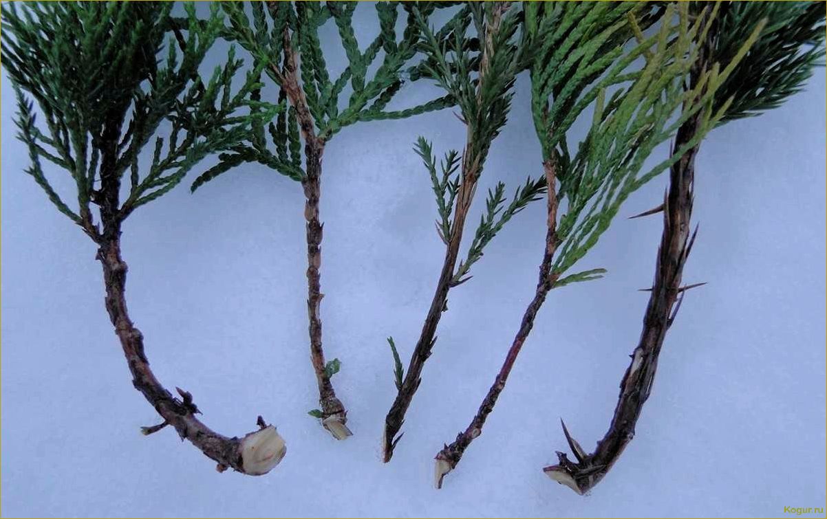 Как самостоятельно размножать можжевельник через черенки: пошаговая инструкция