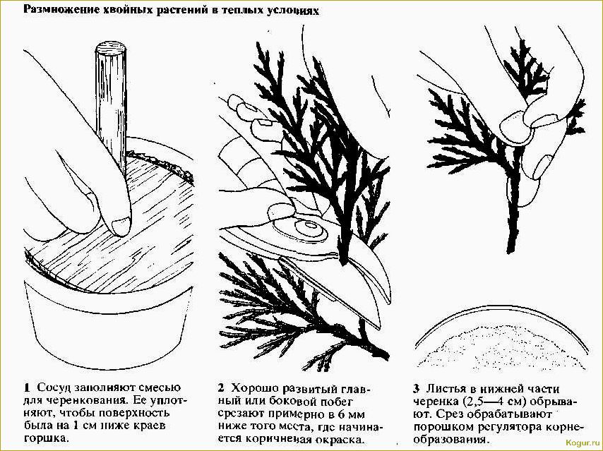 Как самостоятельно размножать можжевельник через черенки: пошаговая инструкция