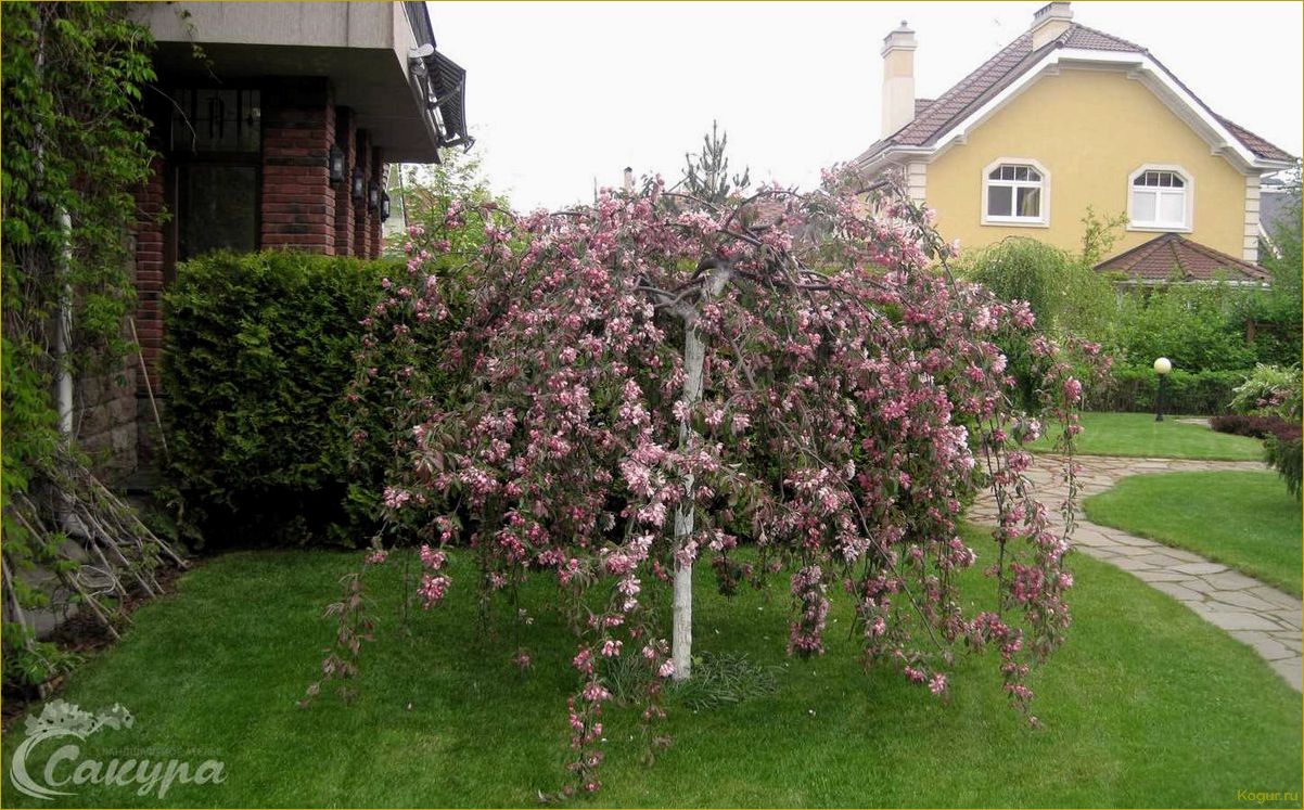 (украсить, участок, помощью, декоративной, яблони) Как украсить свой участок с помощью декоративной яблони Роялти