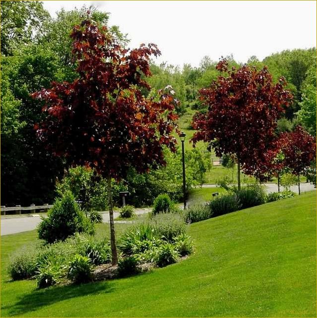 (украсить, участок, помощью, декоративной, яблони) Как украсить свой участок с помощью декоративной яблони Роялти