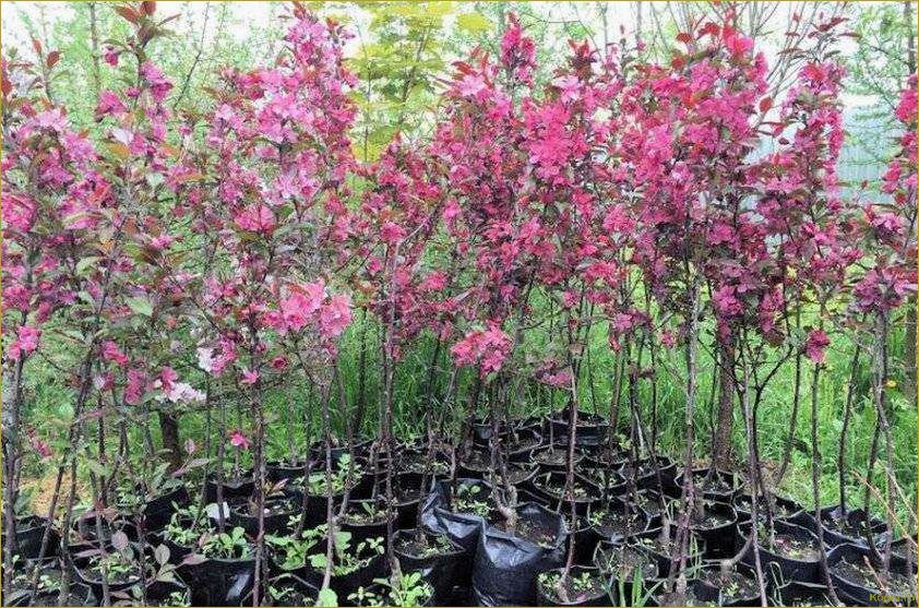 (украсить, участок, помощью, декоративной, яблони) Как украсить свой участок с помощью декоративной яблони Роялти