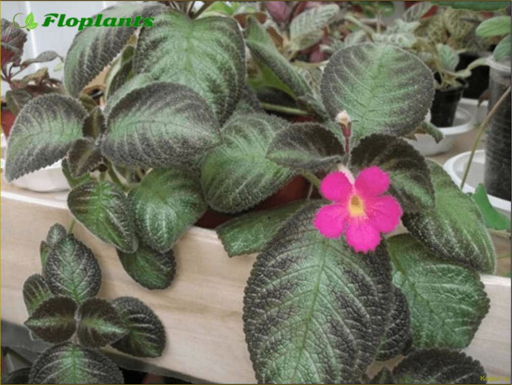 Эписция — светящийся цветок. Уход в домашних условиях