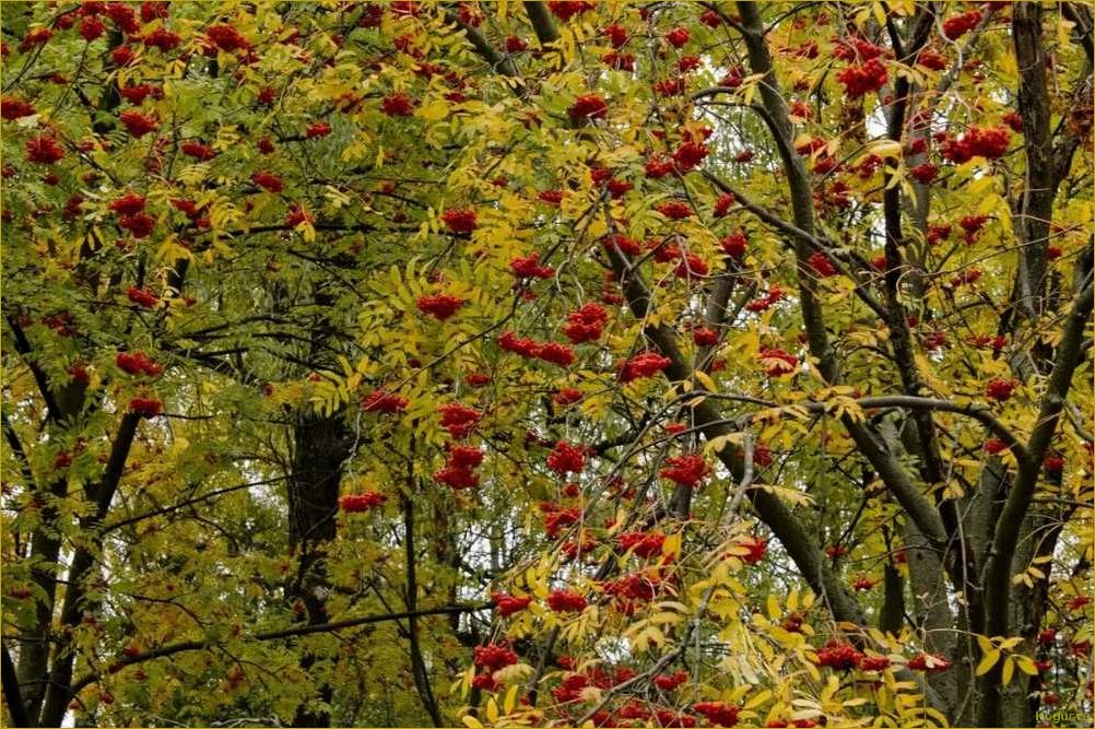 Яркий акцент осеннего сада: клен маньчжурский