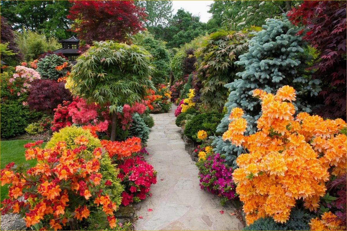 Яркий акцент осеннего сада: клен маньчжурский