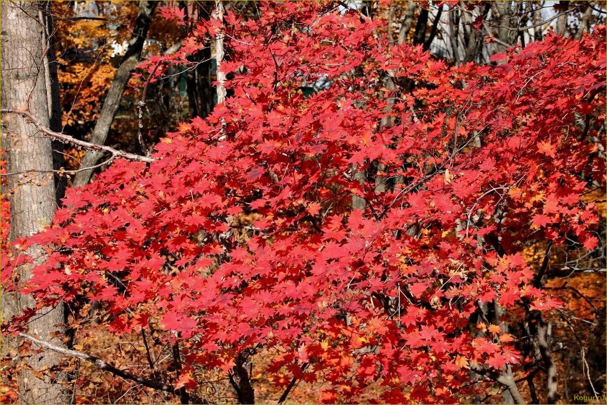 Яркий акцент осеннего сада: клен маньчжурский