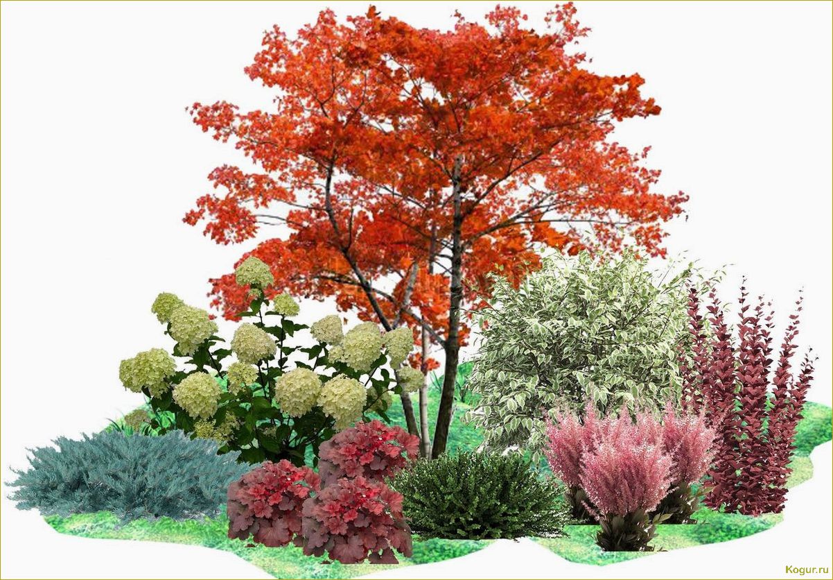 Яркий акцент осеннего сада: клен маньчжурский