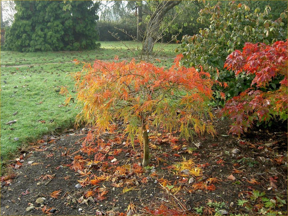 Яркий акцент осеннего сада: клен маньчжурский
