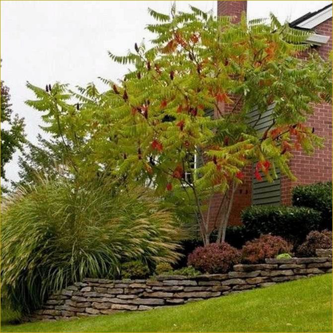Яркий акцент осеннего сада: клен маньчжурский