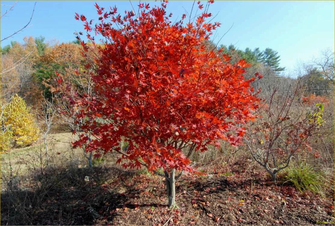 Яркий акцент осеннего сада: клен маньчжурский