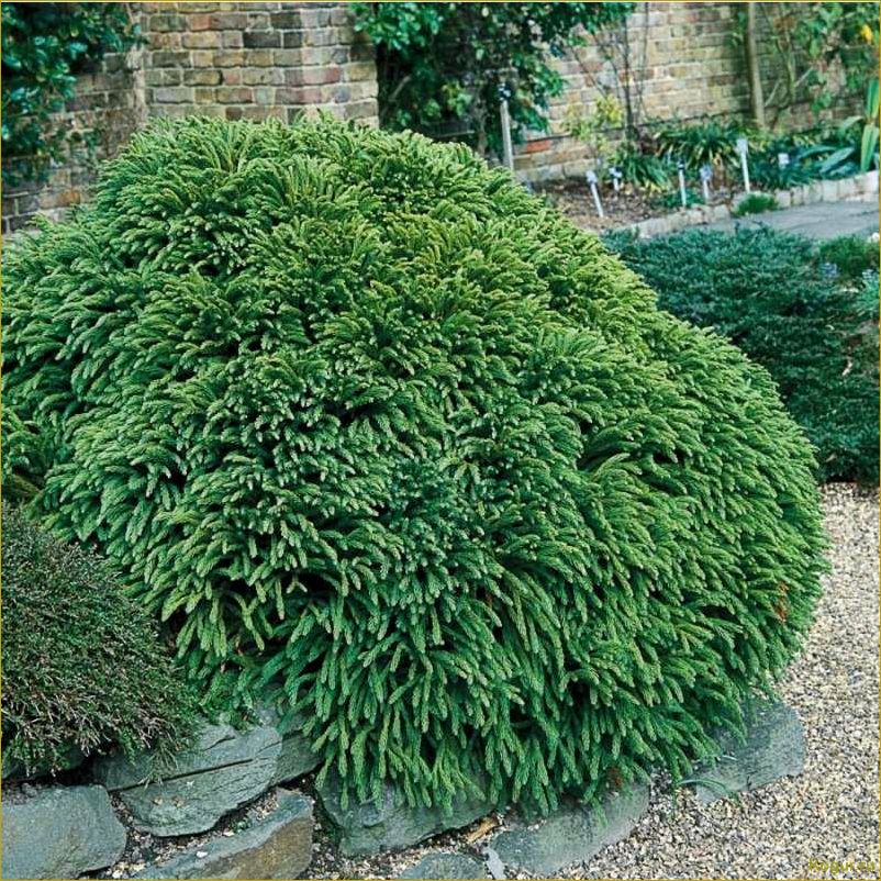 Эффектный хвойник криптомерия или японский кедр