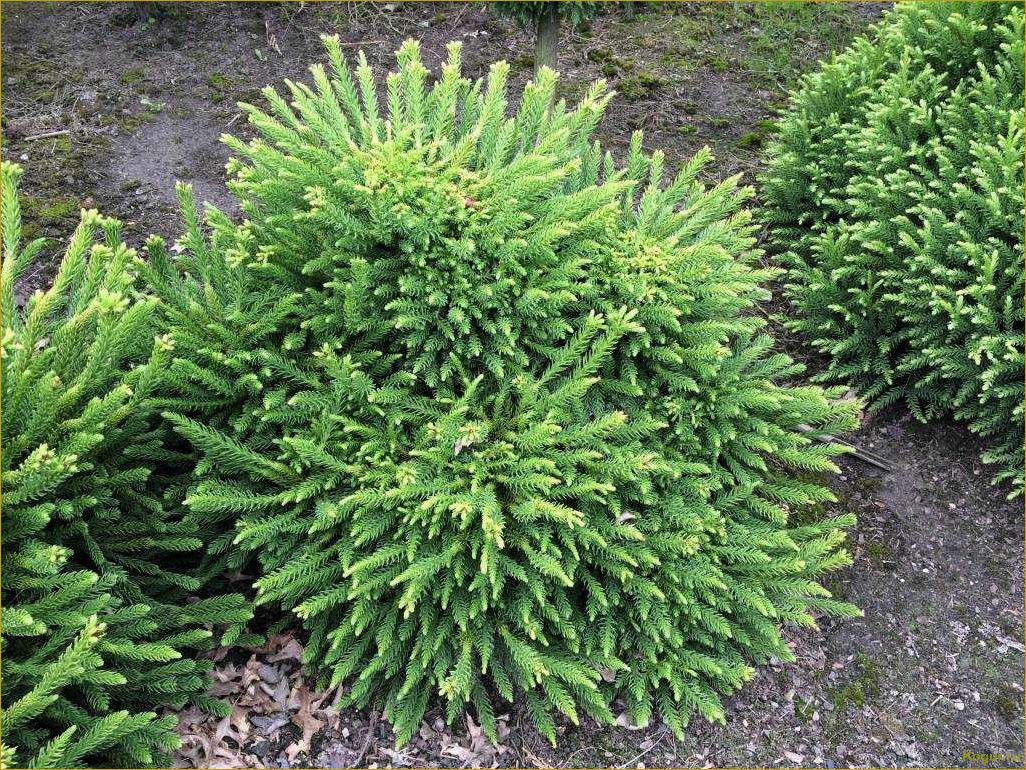 Эффектный хвойник криптомерия или японский кедр