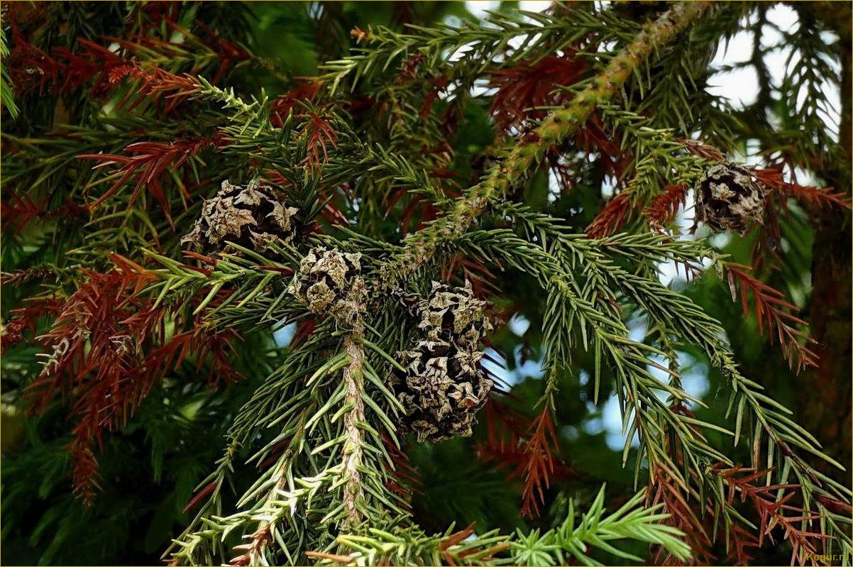 Эффектный хвойник криптомерия или японский кедр