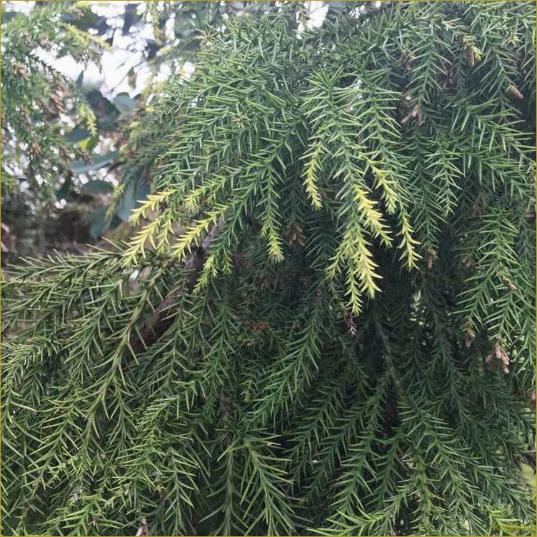 Эффектный хвойник криптомерия или японский кедр