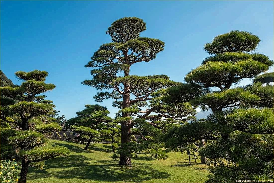 Эффектный хвойник криптомерия или японский кедр