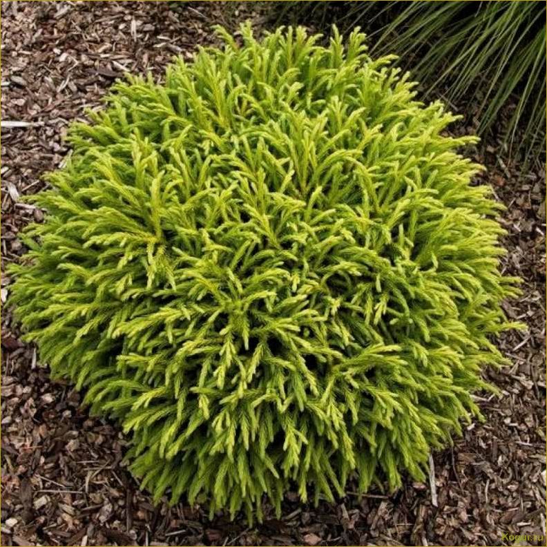 Эффектный хвойник криптомерия или японский кедр