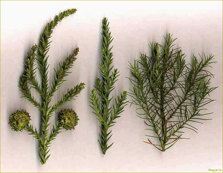 Эффектный хвойник криптомерия или японский кедр