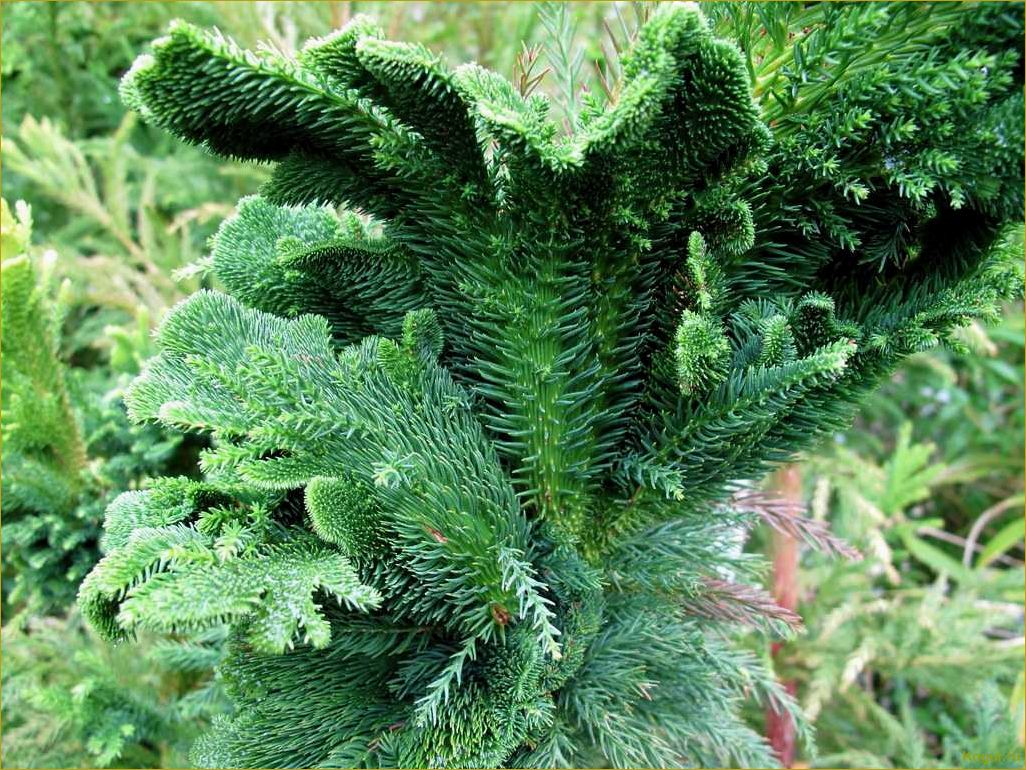 Эффектный хвойник криптомерия или японский кедр