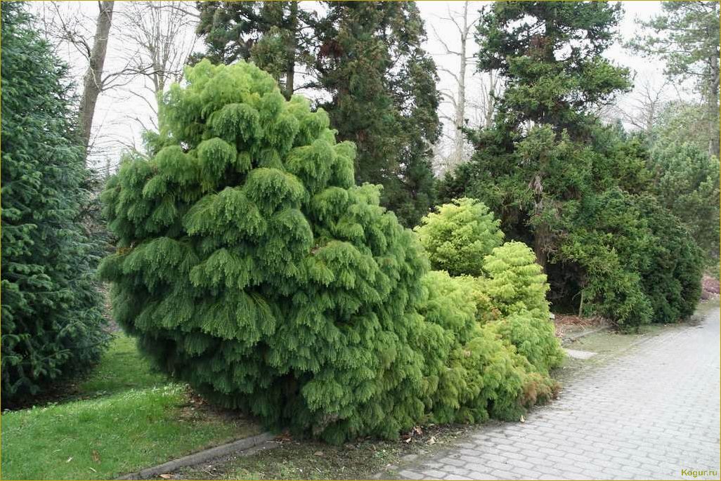 Эффектный хвойник криптомерия или японский кедр