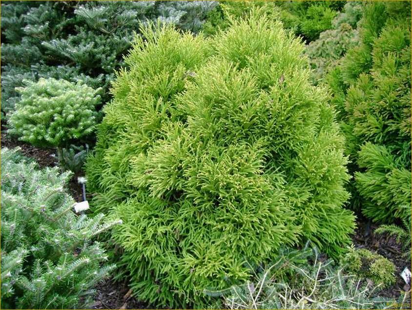 Эффектный хвойник криптомерия или японский кедр