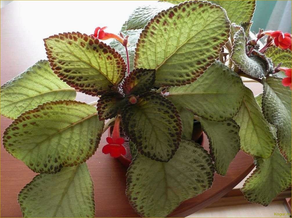 Эписция — светящийся цветок. Уход в домашних условиях