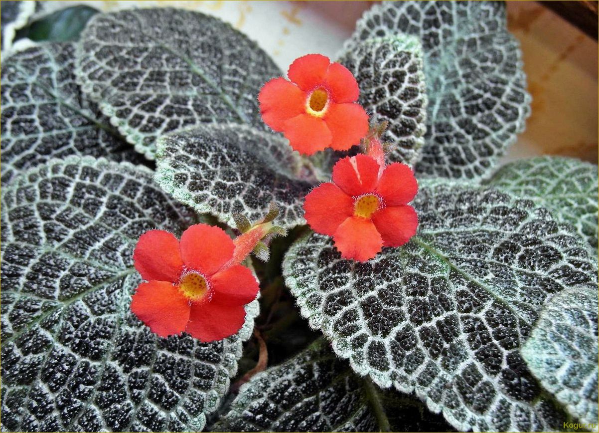 Эписция — светящийся цветок. Уход в домашних условиях