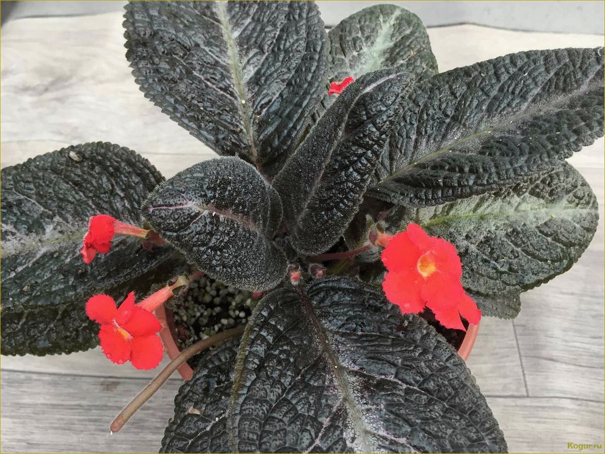 Эписция — светящийся цветок. Уход в домашних условиях