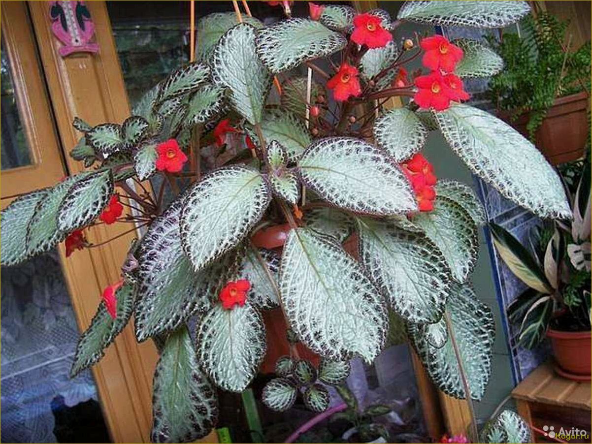 Эписция — светящийся цветок. Уход в домашних условиях