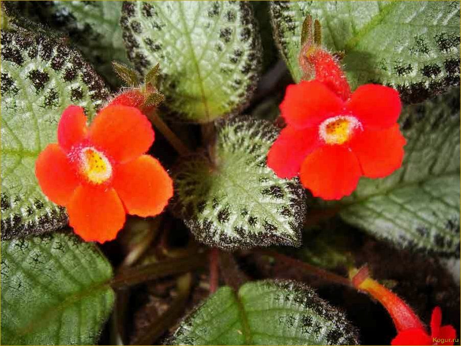 Эписция — светящийся цветок. Уход в домашних условиях