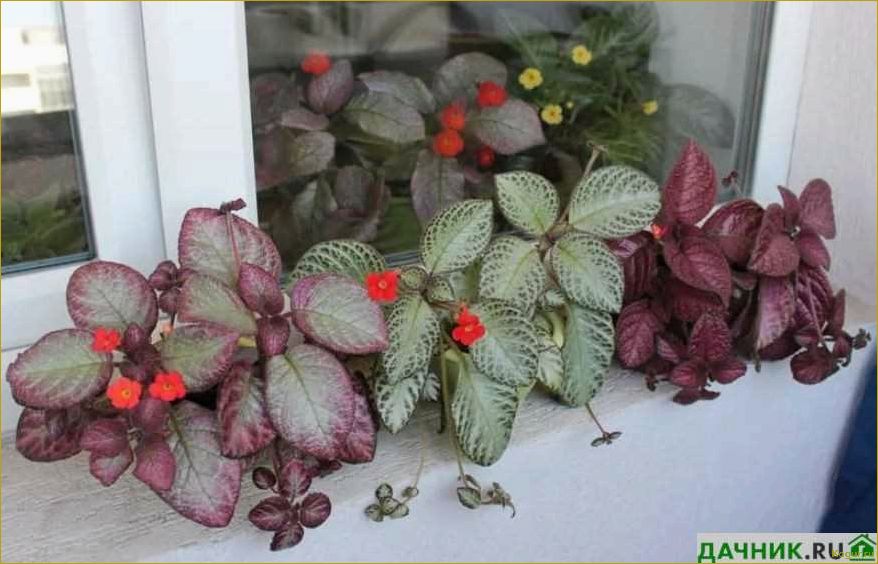 Эписция — светящийся цветок. Уход в домашних условиях