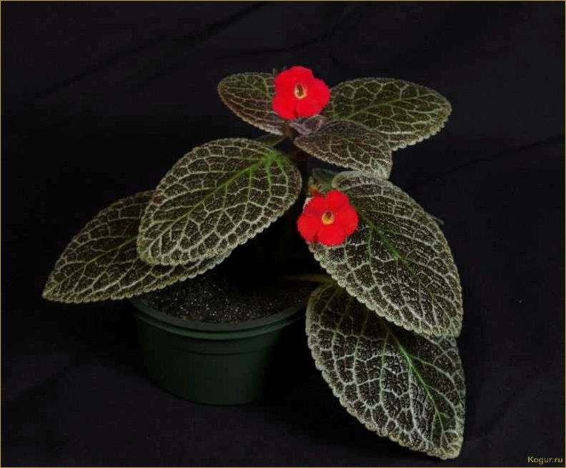 Эписция — светящийся цветок. Уход в домашних условиях