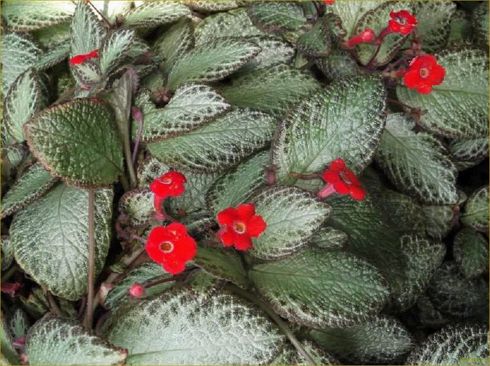 Эписция — светящийся цветок. Уход в домашних условиях