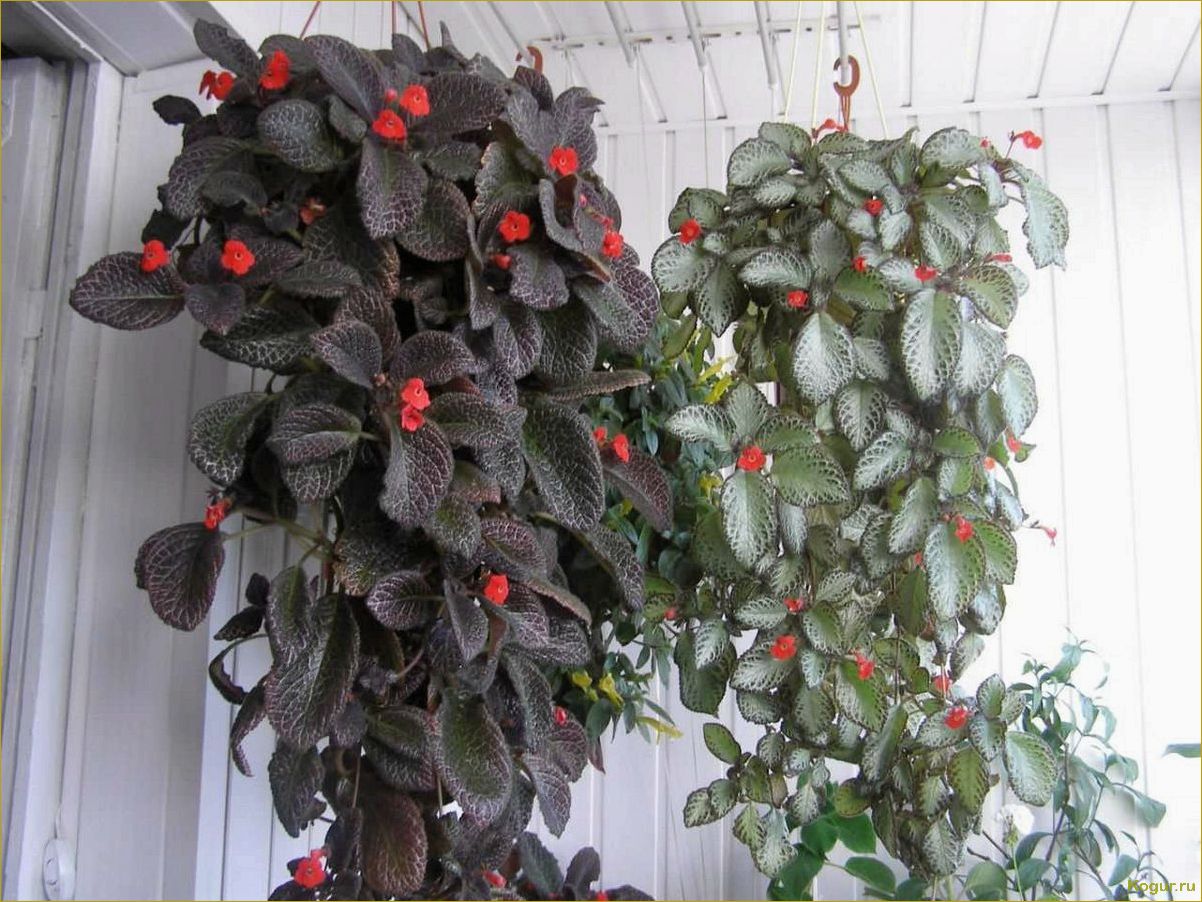 Эписция — светящийся цветок. Уход в домашних условиях