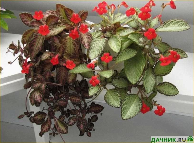 Эписция — светящийся цветок. Уход в домашних условиях