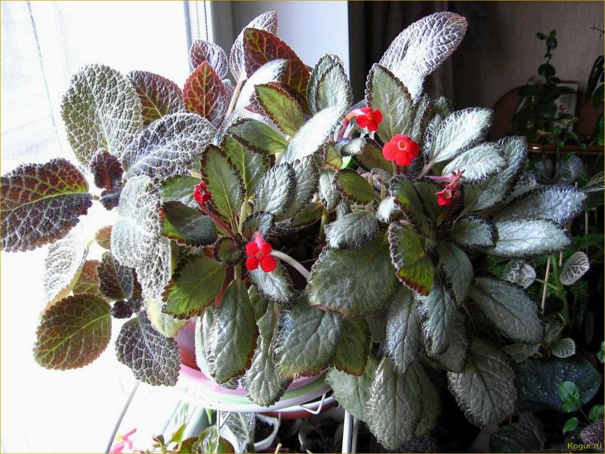 Эписция — светящийся цветок. Уход в домашних условиях