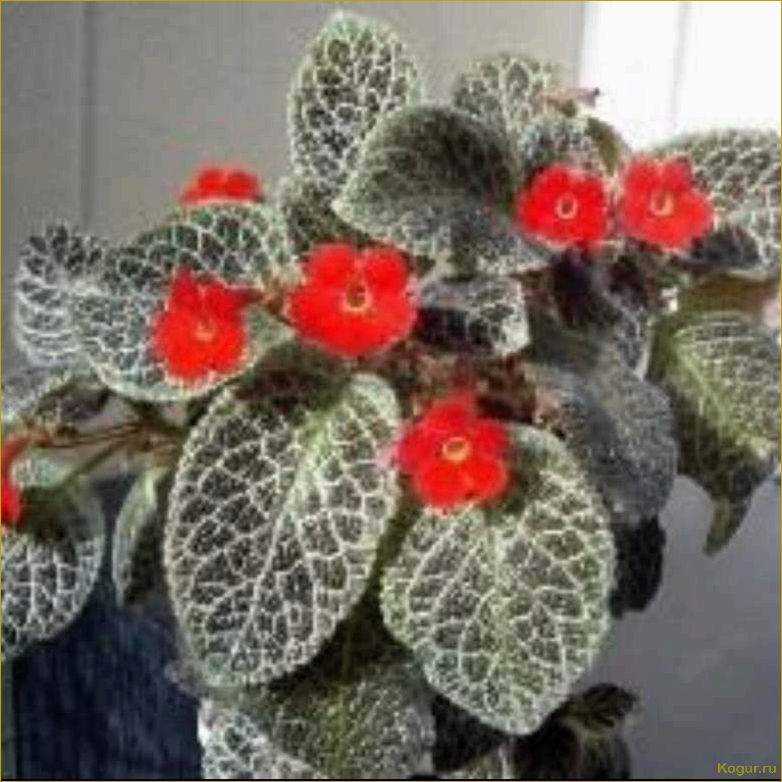 Эписция — светящийся цветок. Уход в домашних условиях