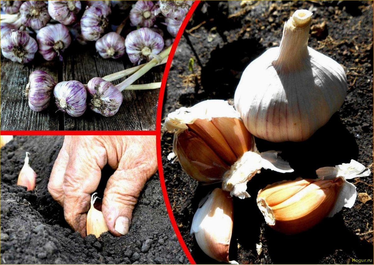 Как выращивать чеснок (это очень просто!)