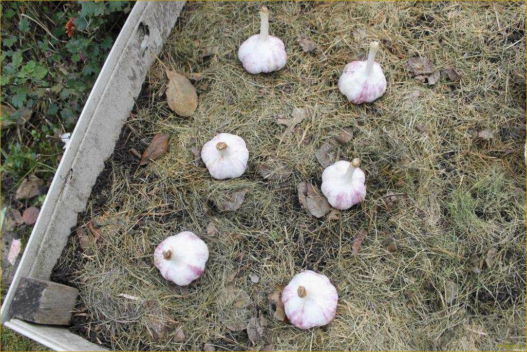 Как выращивать чеснок (это очень просто!)