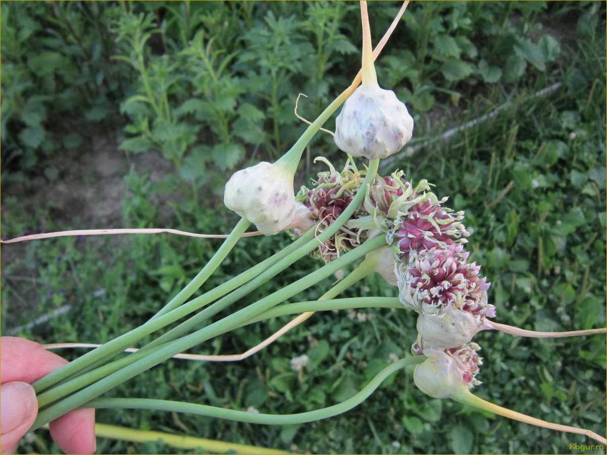 Как выращивать чеснок (это очень просто!)