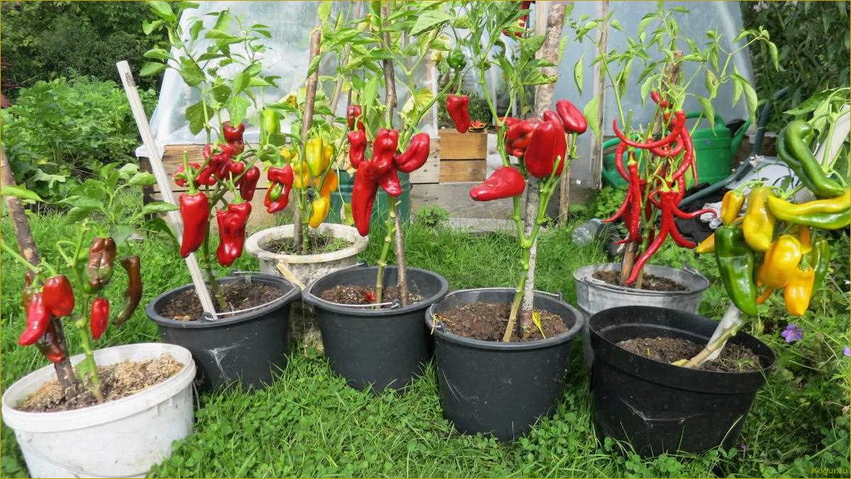 (выращивать, овощи, горшках) Как выращивать овощи в горшках