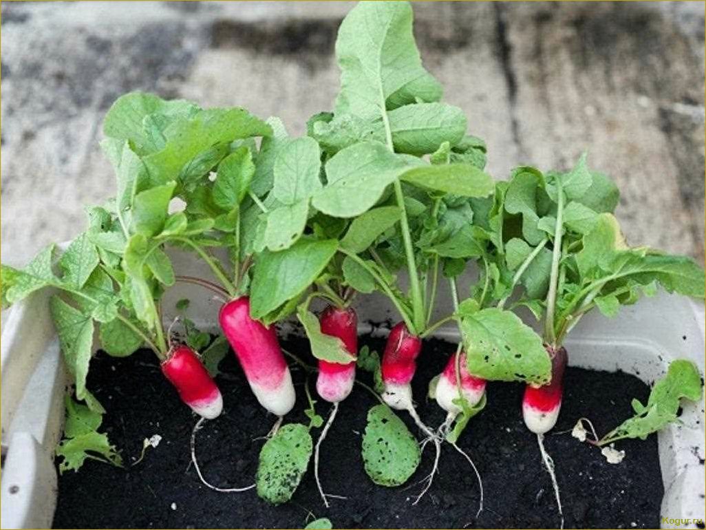 (выращивать, овощи, горшках) Как выращивать овощи в горшках