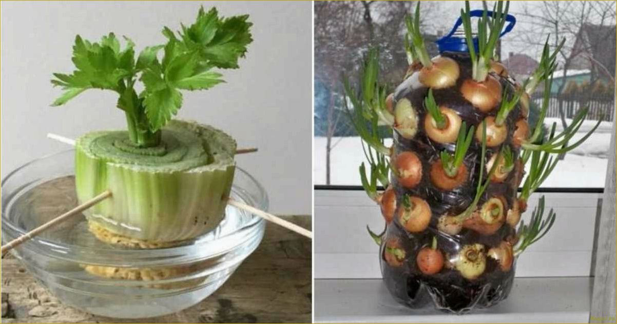 (выращивать, овощи, горшках) Как выращивать овощи в горшках