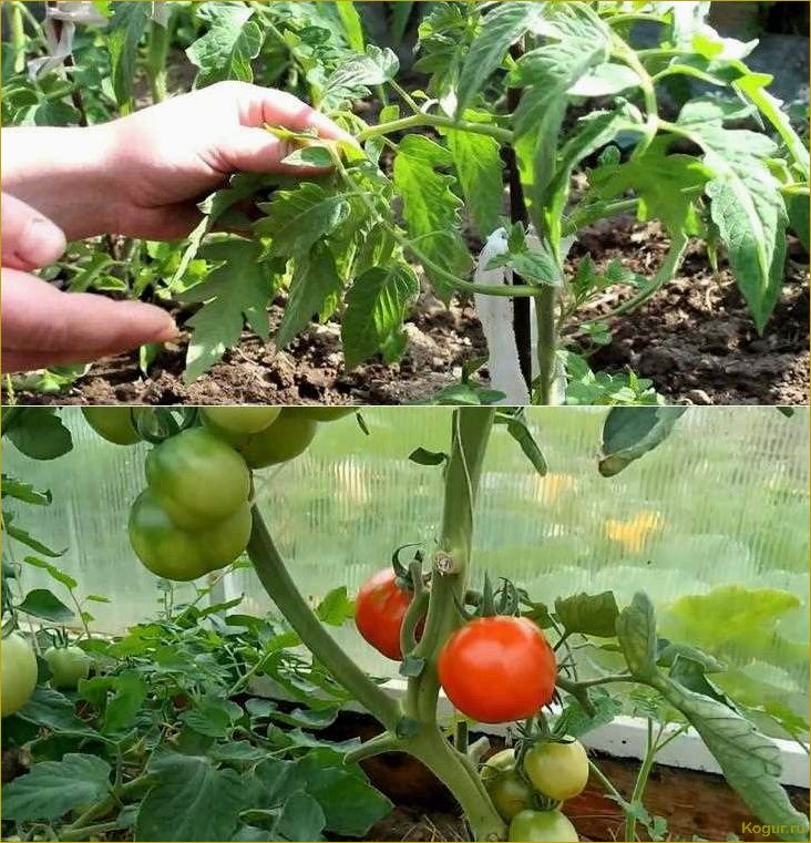 Как выращивать томаты сорта Челнок