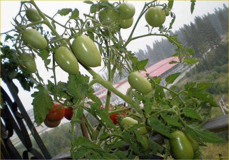 Как выращивать томаты сорта Челнок