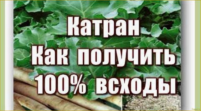 Как вырастить хрен Катран у себя на участке