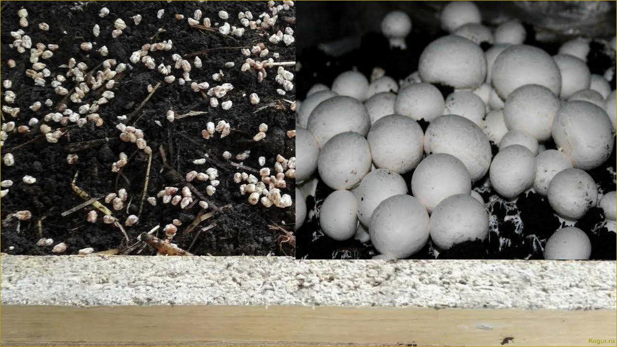 Как выращивать мицелий грибов в домашних условиях