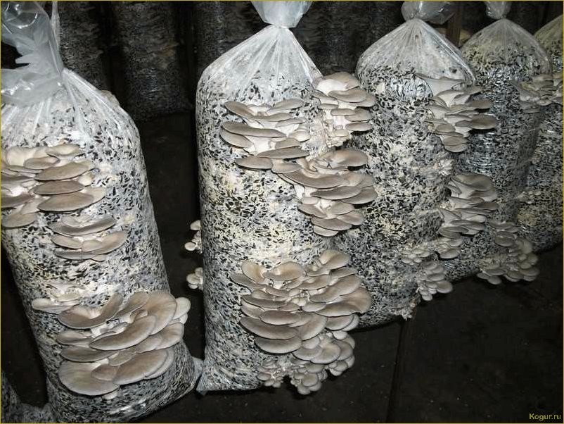 Как выращивать мицелий грибов в домашних условиях