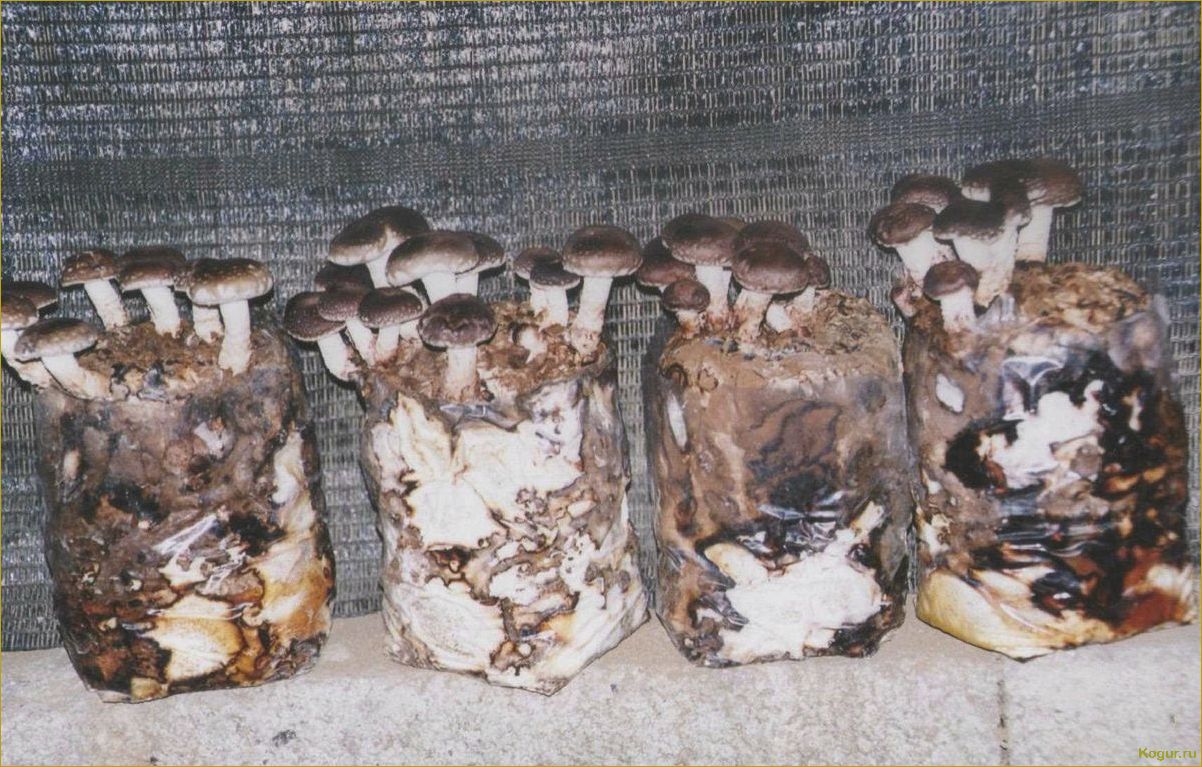 Как выращивать мицелий грибов в домашних условиях