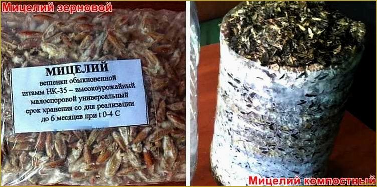 Как выращивать мицелий грибов в домашних условиях